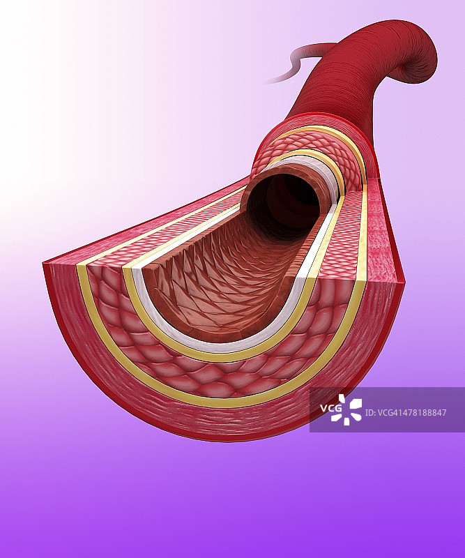 人体动脉艺术作品图片素材
