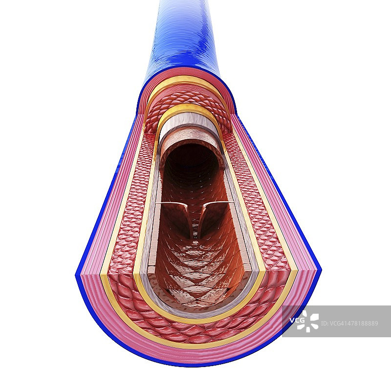 人体静脉艺术图片素材