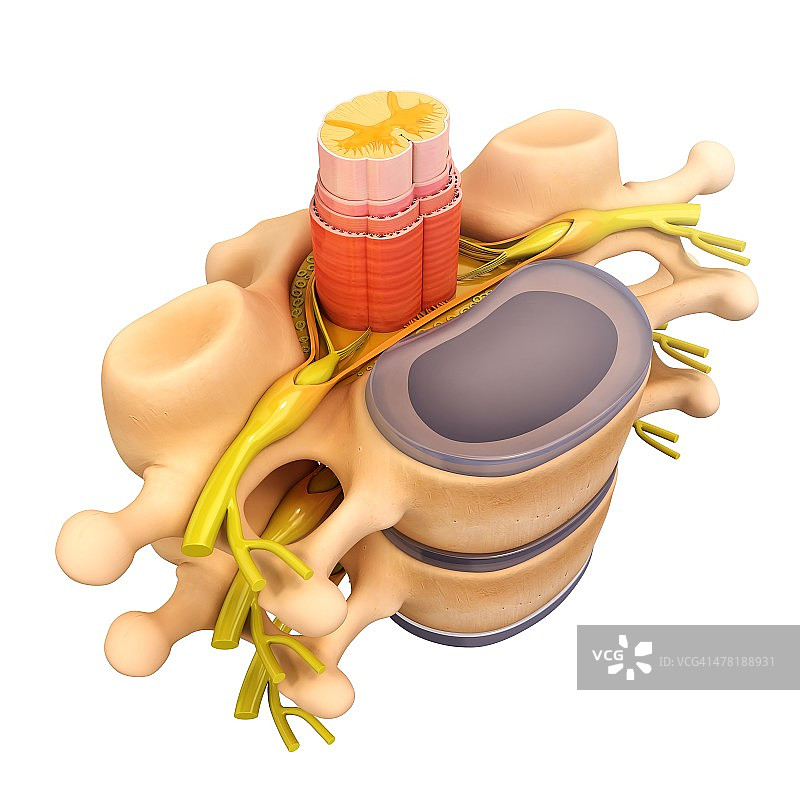 人椎骨艺术图图片素材