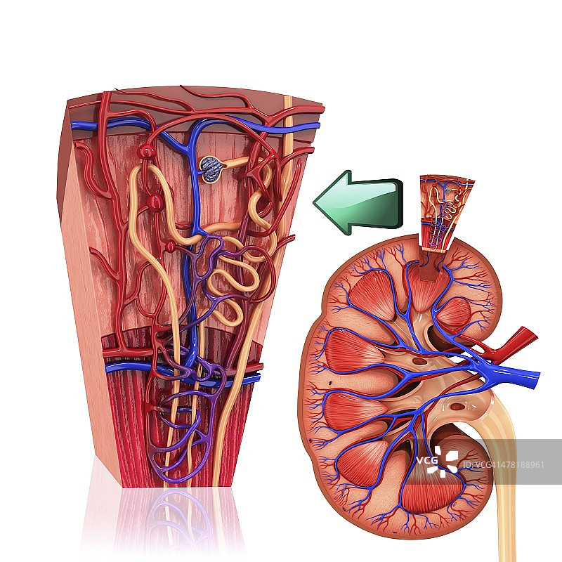 人体肾脏肾单位的艺术作品图片素材