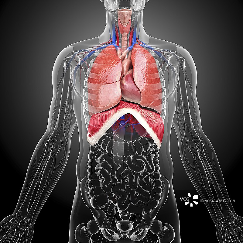 人体心血管系统，艺术品图片素材