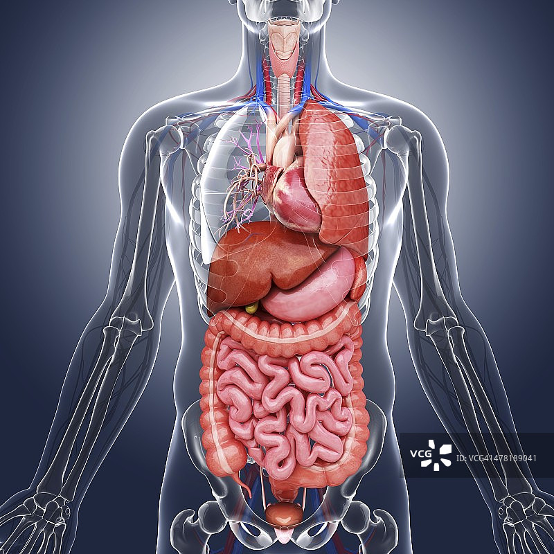 人体内部器官，艺术品图片素材