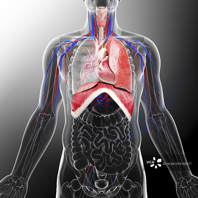 人类呼吸系统，艺术作品图片素材