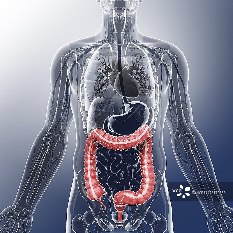 人类消化系统，艺术品图片素材