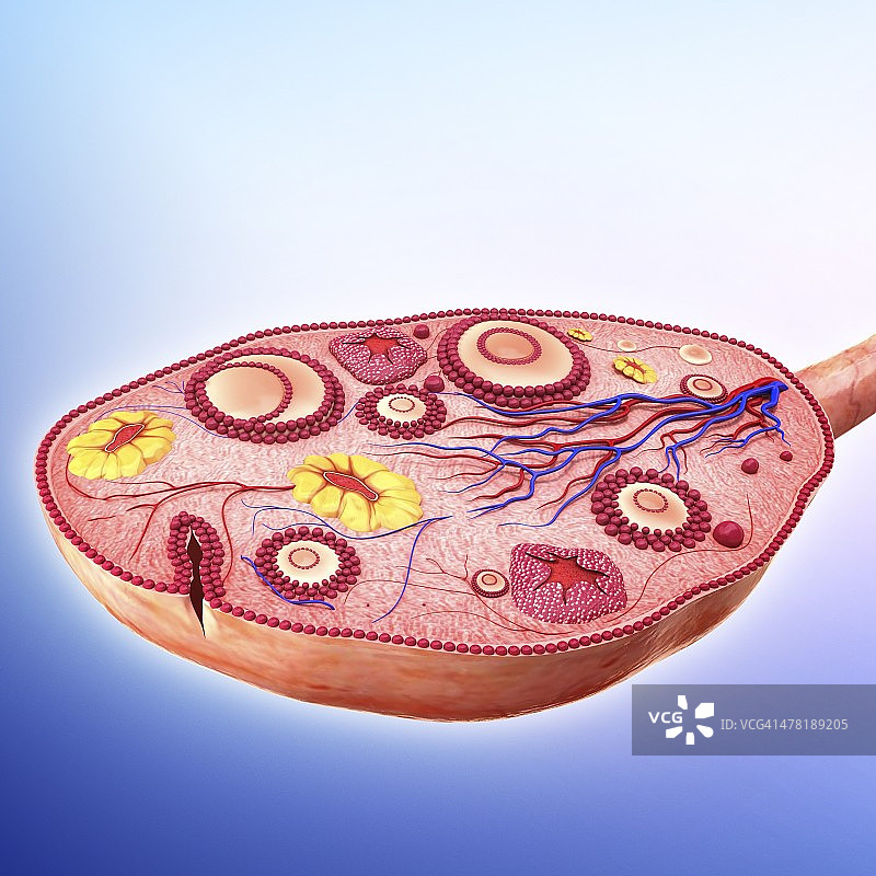 人类卵巢图片素材