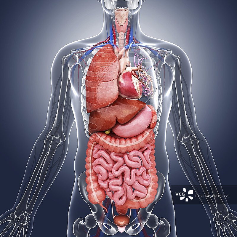 人体内部器官，艺术品图片素材