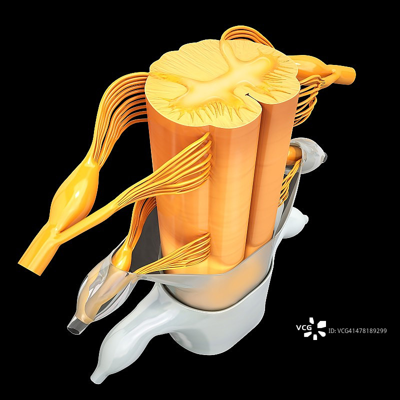 人类脊髓艺术图图片素材