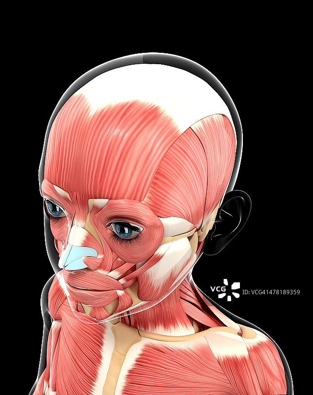 肌肉系统，艺术作品图片素材