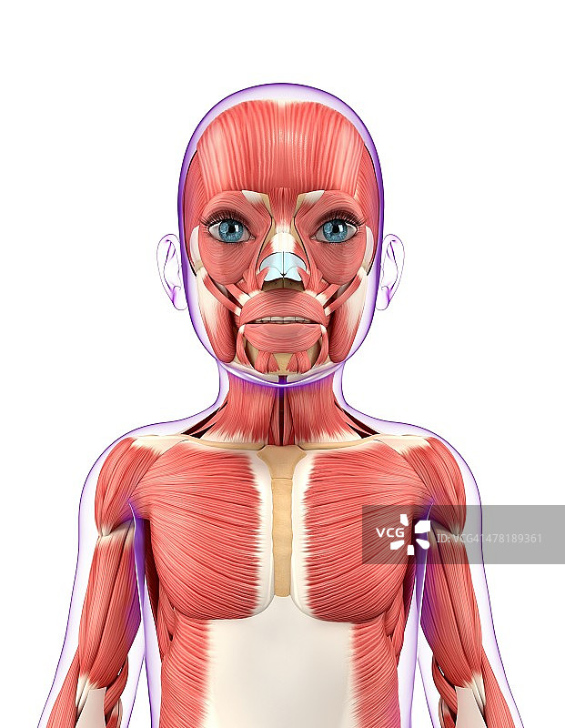 儿童肌肉系统图图片素材