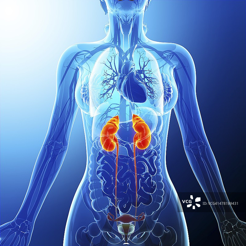 泌尿系统图片素材