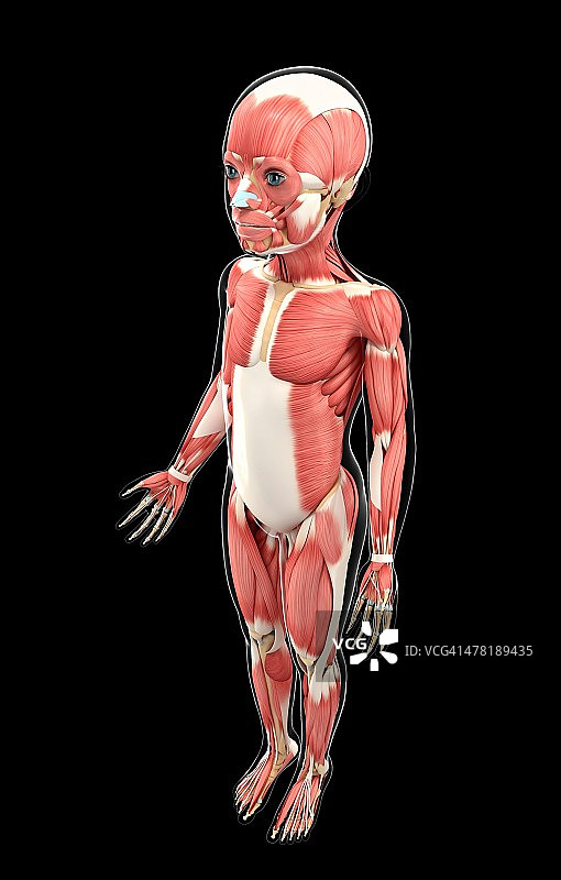 儿童肌肉系统图图片素材