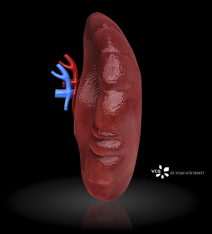 人类脾脏艺术图图片素材
