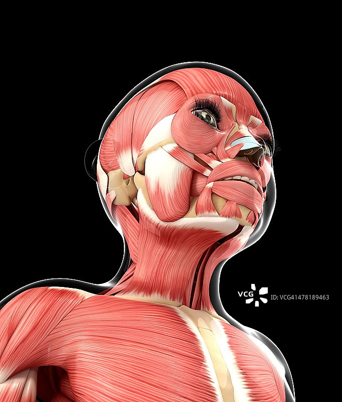 肌肉系统，艺术作品图片素材