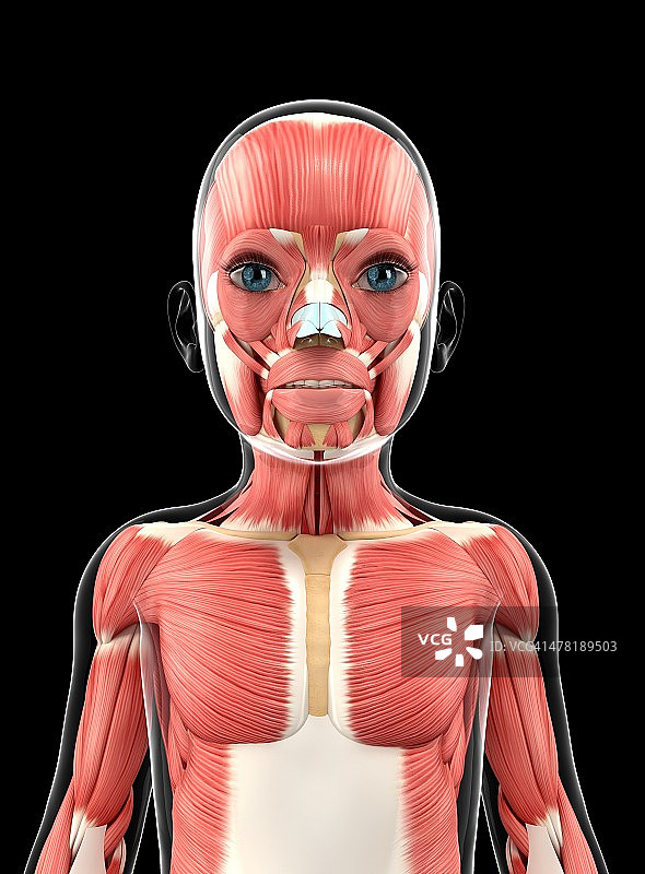 肌肉系统，艺术作品图片素材