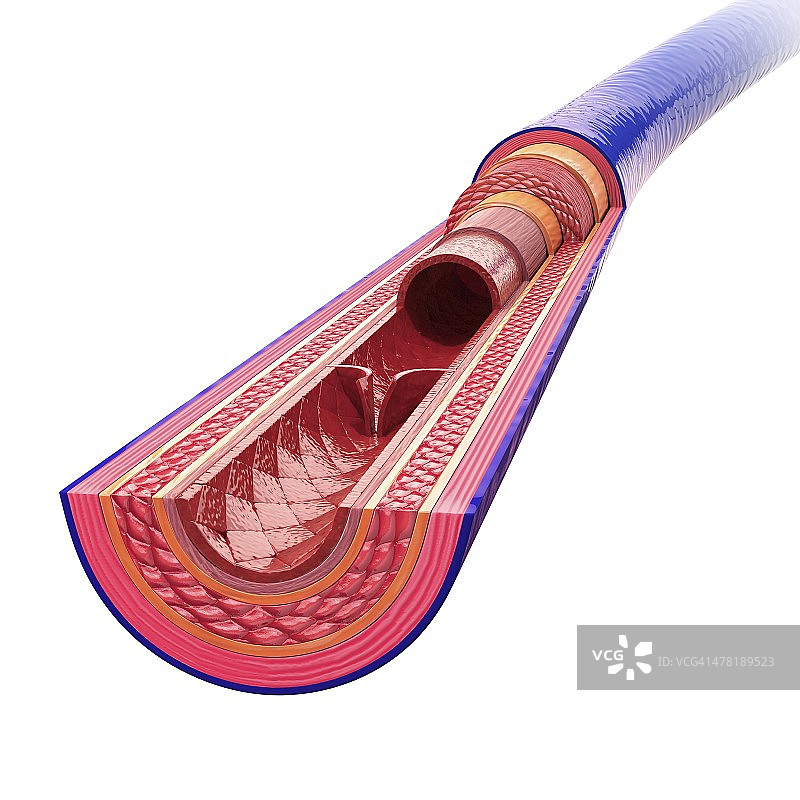 人体静脉艺术图片素材