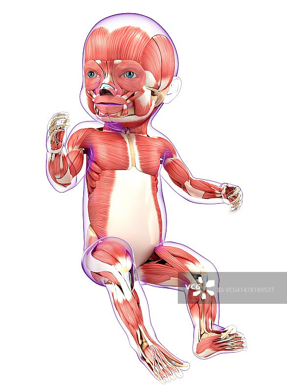 宝宝的肌肉系统，艺术作品图片素材