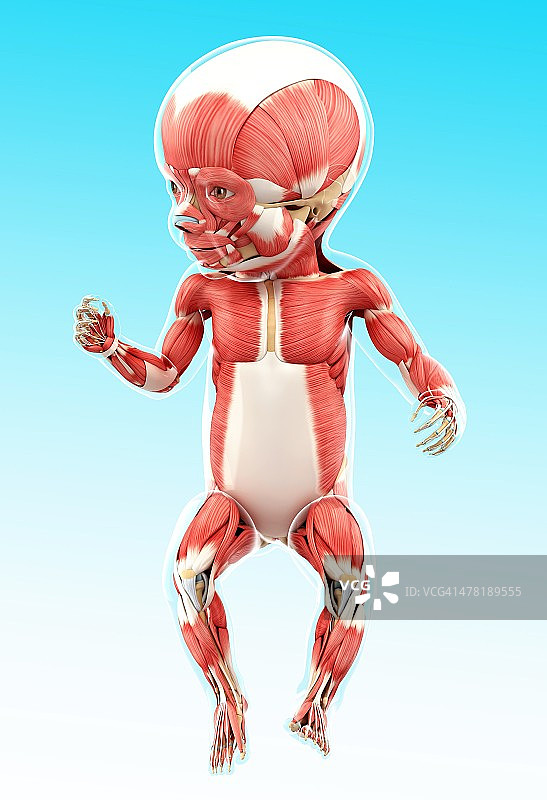 宝宝的肌肉系统，艺术作品图片素材