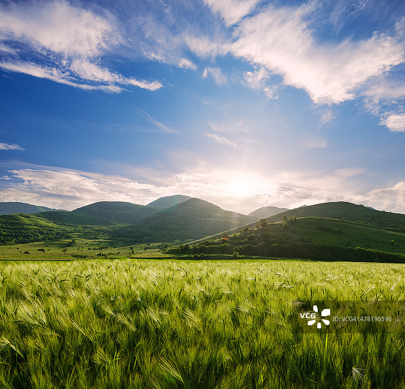 日落时分的大麦田和山丘图片素材