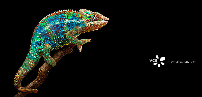 科林变色龙图片素材