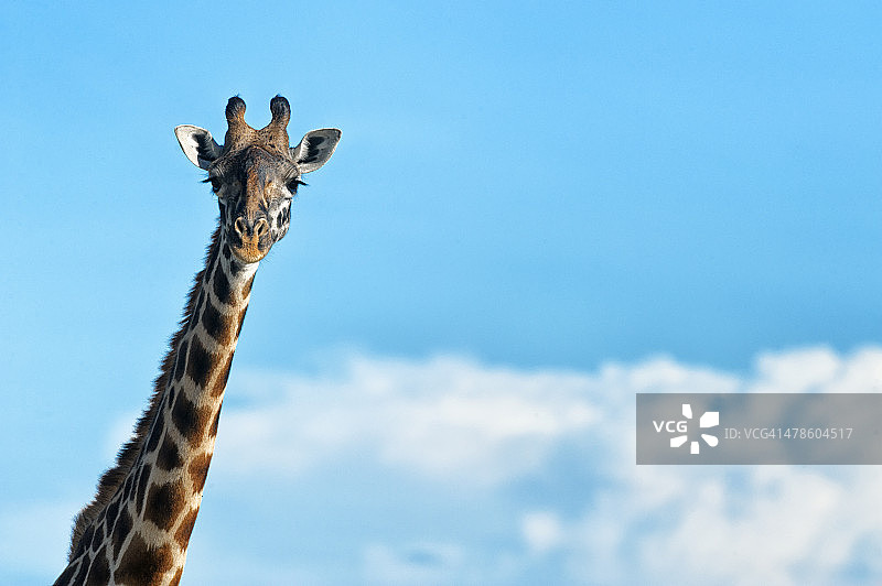 蓝天下的马赛长颈鹿图片素材