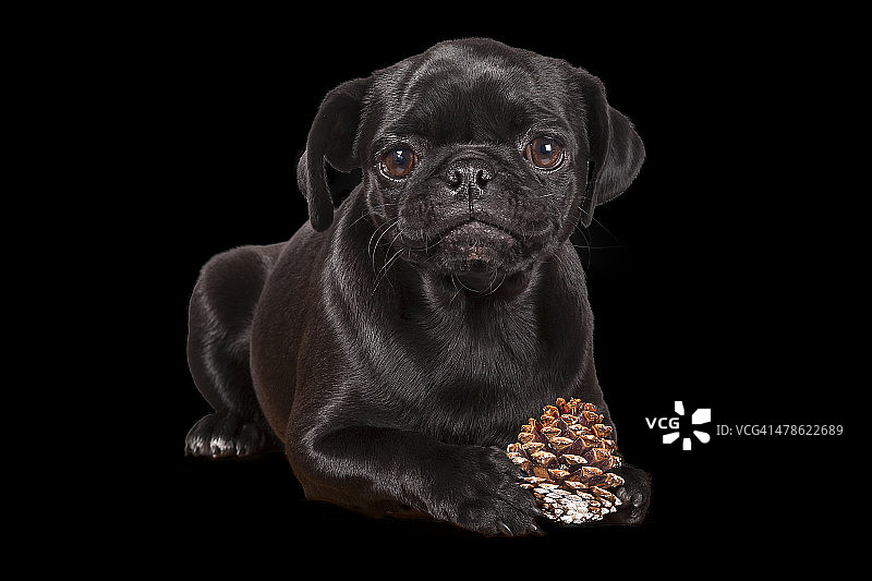 黑色哈巴狗幼犬图片素材