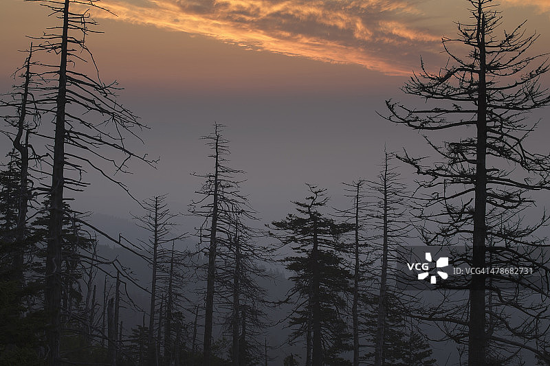 克林曼斯穹丘的枯树轮廓图片素材