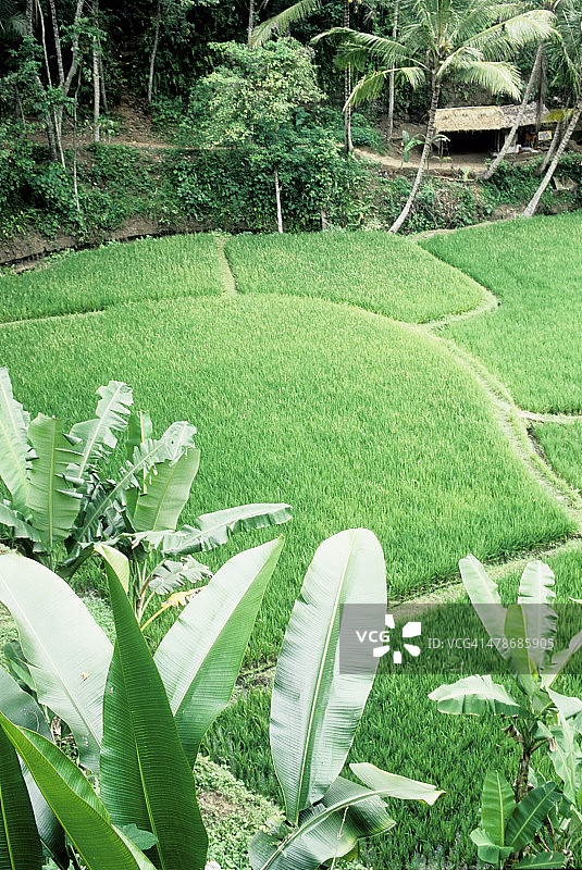 从道路望去的象窟寺庙图片素材