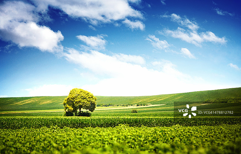 农田区域的孤树图片素材
