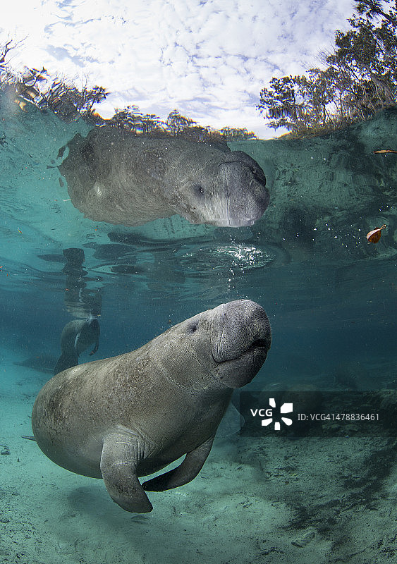 佛罗里达海牛图片素材