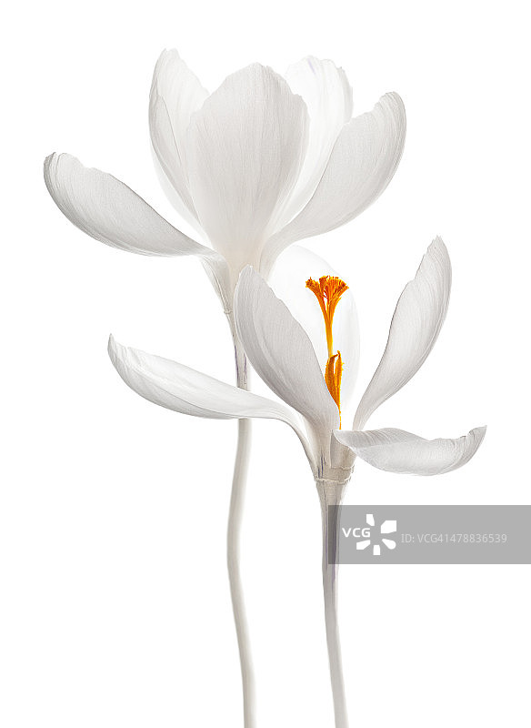 白色番红花图片素材