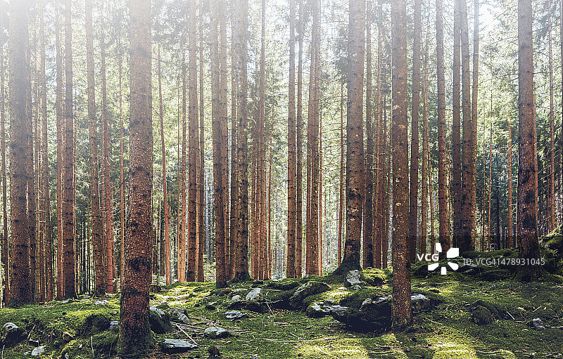 南蒂罗尔云杉林地图片素材