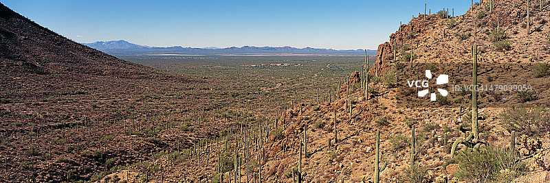 图森附近的仙人掌图片素材