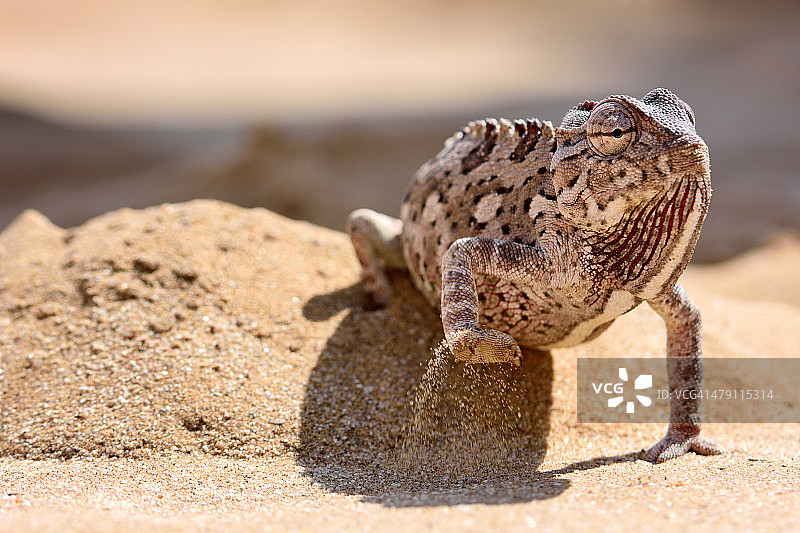 Namaqua变色龙图片素材