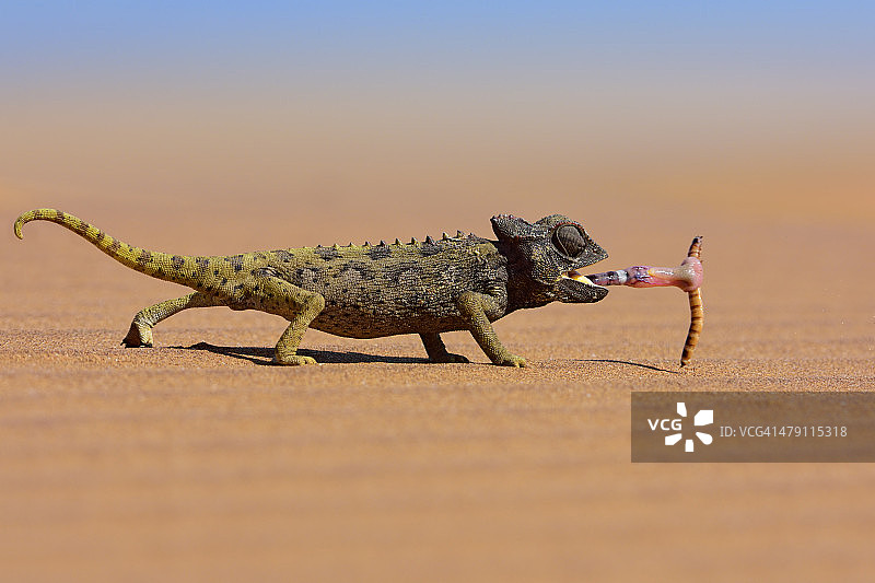 沙漠变色龙捕捉蠕虫图片素材