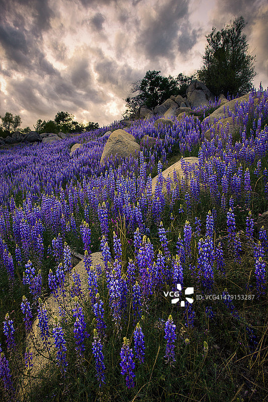 福尔瑟姆羽扇豆盛开图片素材