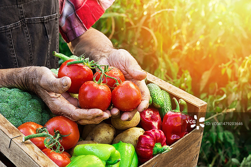 蔬菜箱图片素材