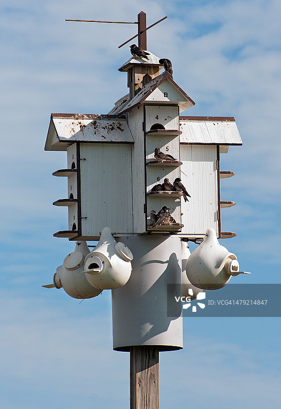 大型紫崖燕鸟屋图片素材