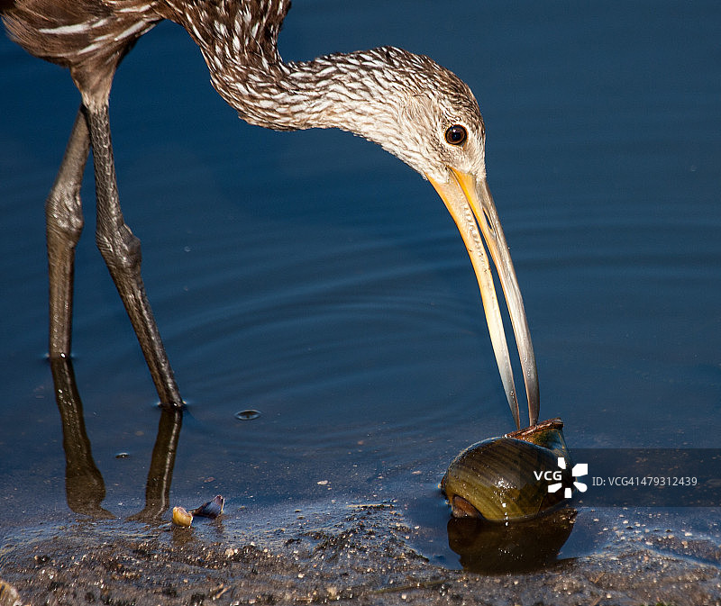 美洲林鹬与蜗牛图片素材
