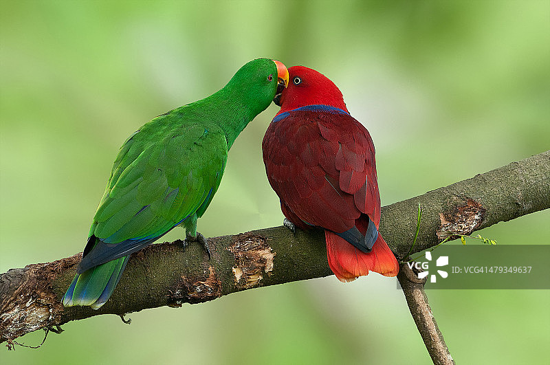 红胁绿鹦鹉图片素材