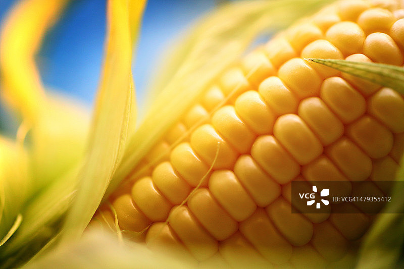 玉米棒特写图片素材