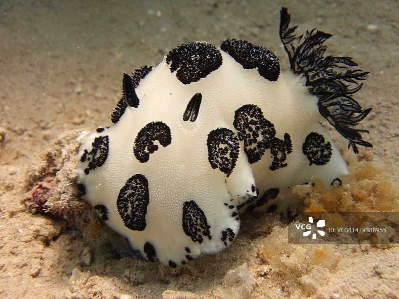 哀悼的多丽图片素材