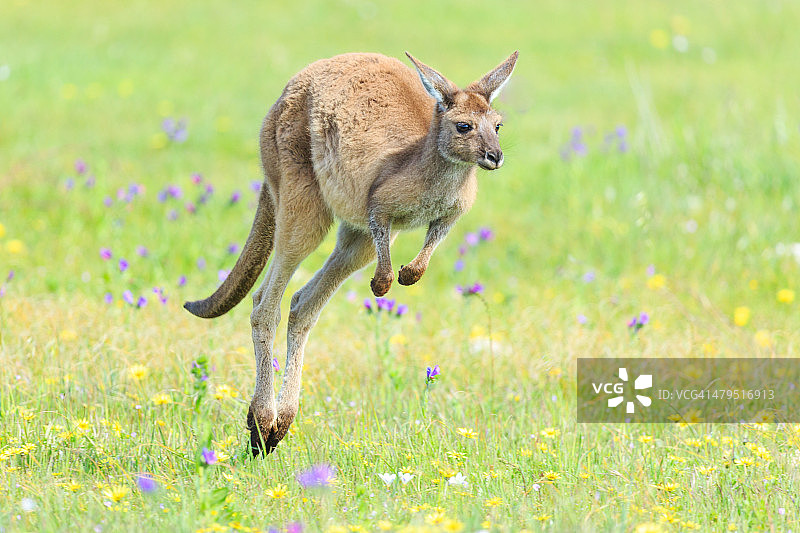 袋鼠跳跃在绿草地上。澳大利亚。图片素材