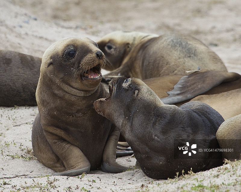 海狮幼崽在交谈图片素材