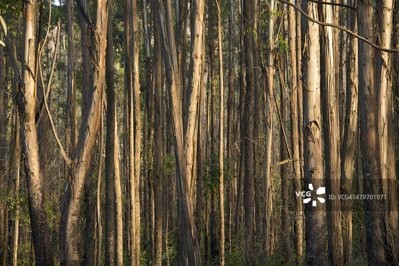 津巴布韦马尼卡兰省布文巴的松树图片素材