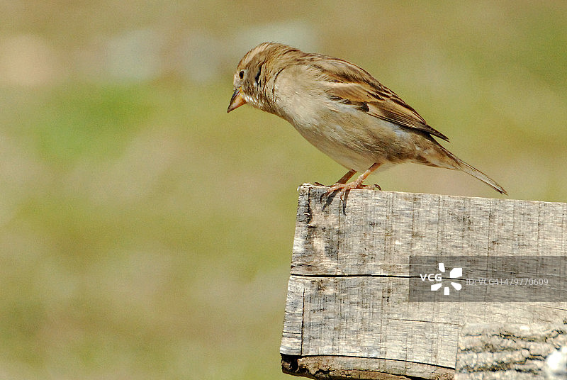 篱笆上的莺图片素材