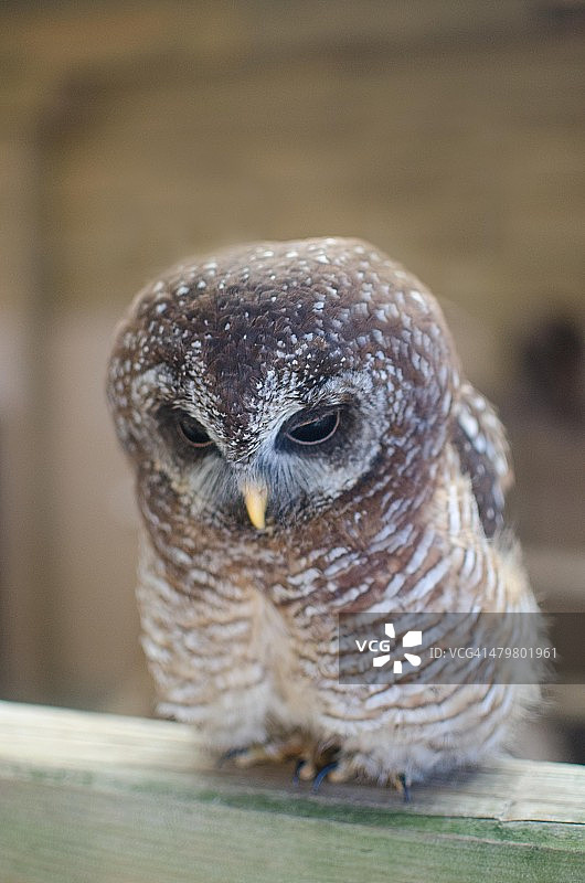 伍德福德猫头鹰图片素材