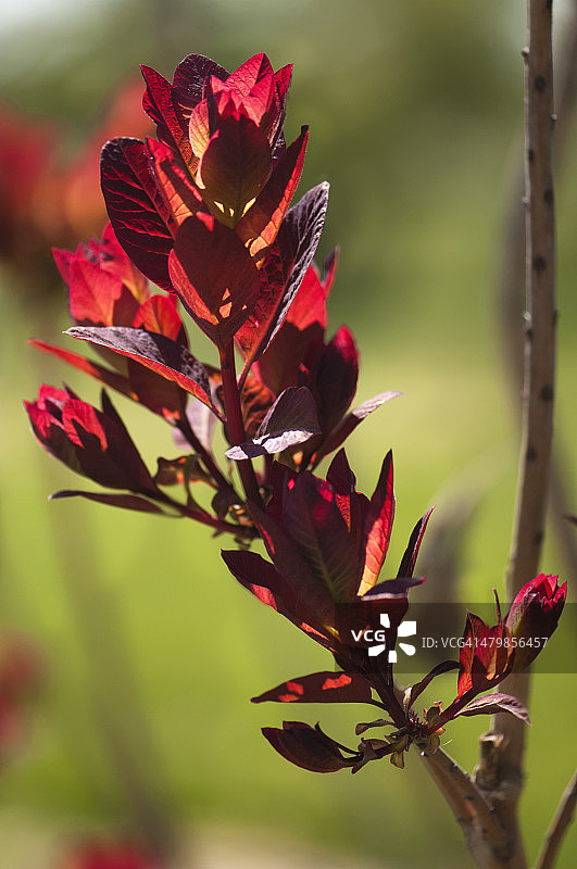 美国烟树上的红色嫩叶图片素材