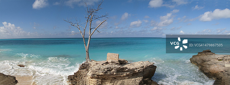 孤树全景图片素材