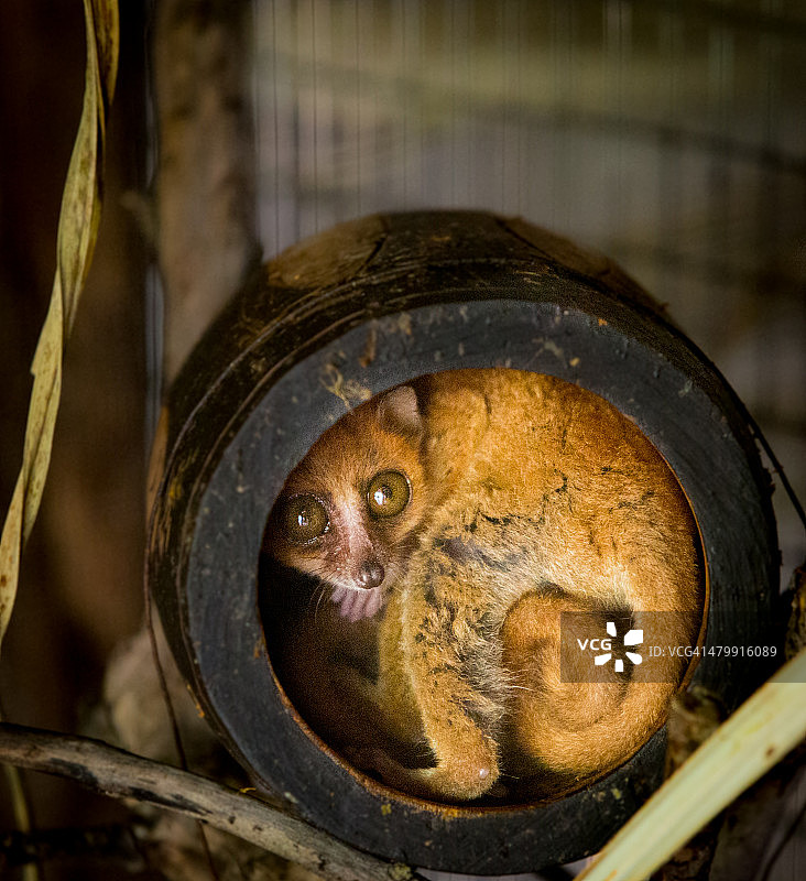 鼠狐猴图片素材
