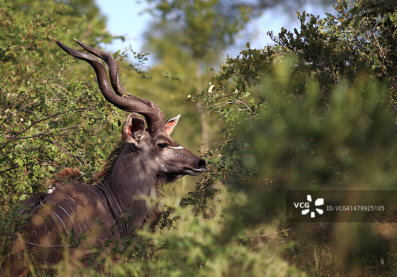 灌木丛中的大捻角羚图片素材
